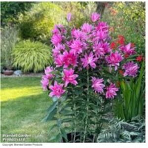 Lily 'Double Fantasy' Flowering Bulbs - Pollen-Free