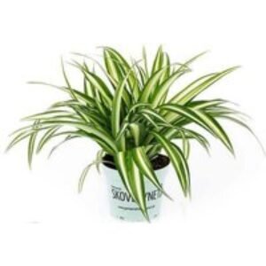 Air Purifying Indoor Houseplants - Trio or Six-Pack Mix | Wowcher