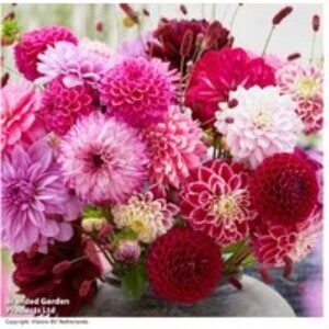Dahlia 'Romantic Bouquet Mix' - Flowering Perennial Collection (9 or 18 Tubers) | Wowcher