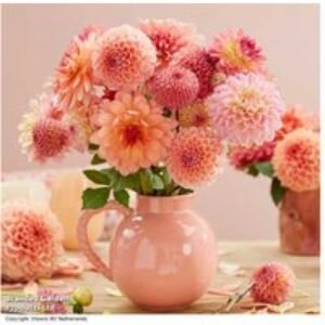 Dahlia 'Peaches and Apricots' Flowering Bulb Mix - 7 or 14 Tubers | Wowcher