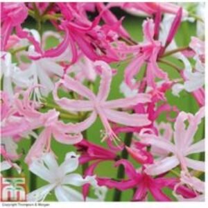 Mixed Nerine Bowdenii Flowering Bulbs - Hardy Autumn Perennial | Wowcher