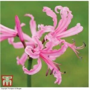 Nerine bowdenii 'Pink' Flowering Bulbs - Hardy Perennial Lily