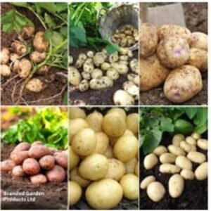 Potato Favourites Mixed Collection - 6 Top-Yielding Varieties | Wowcher