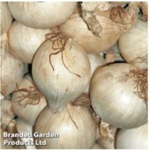 Onion 'Snowball' - Hardy Autumn & Spring Planting Bulbs | Wowcher