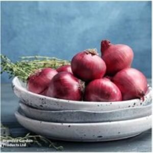 Spring-Planted Onion 'Romy' - Heat-Treated Red Bulb