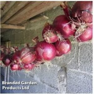 Onion (Spring) 'Red Baron' - Flavourful