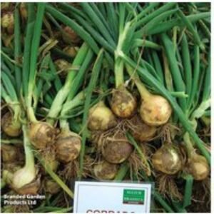 Onion (Spring) Corrado F1 - Early Maturing