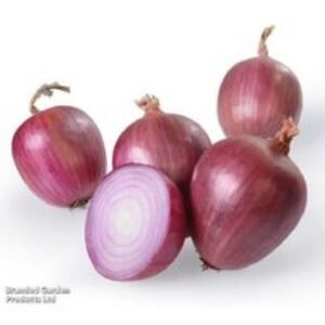 Spring Onion 'Rosanna Pink' - Gourmet