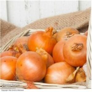 Onion (Spring) 'Cupido' - High-Yielding Allium for Easy Growing | Wowcher