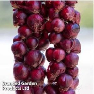 Organic Spring Onion 'Red Baron' - Vibrant Red Bulbs