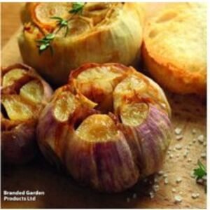 Garlic 'Germidour' Softneck Bulbs - French Variety for Spring & Autumn Planting | Wowcher