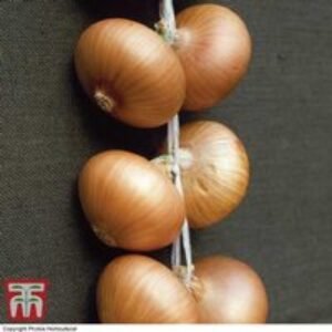 Onion (Spring) 'Stuttgarter Giant' - High-Yield