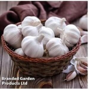Garlic 'Cledor' Softneck Bulbs - Spring & Autumn Planting
