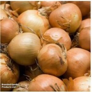 Organic Spring Onion 'Crusado' F1 - Hardy