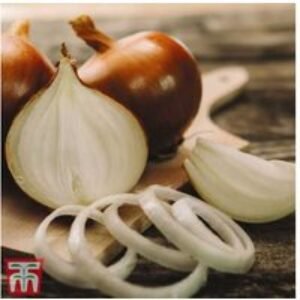 Organic Spring Onion 'Setton F1' - High-Yield