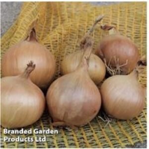 Organic Spring Onion 'Sturon' - Award-Winning Bulb