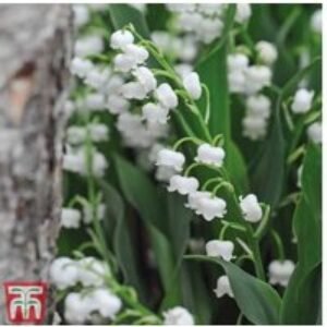 Lily of the Valley White - Fragrant Flowering Perennial