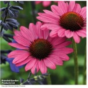 Echinacea Purpurea 'Magnus' Perennial - Vibrant Flowering Plant | Wowcher