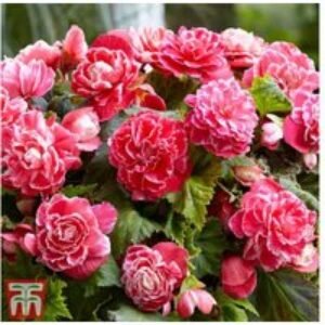Begonia Camelia Flowering Tubers - Deep Rose Blooms