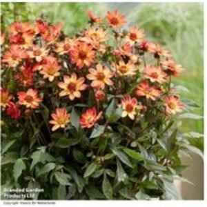 Dahlia 'Star Wars' Flowering Tubers - Compact Border Perennial | Wowcher