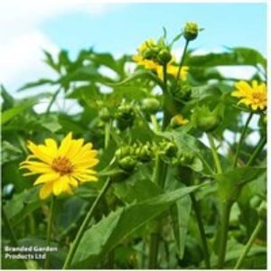 Jerusalem Artichoke 'Fuseau' Tubers - Hardy Perennial Vegetable