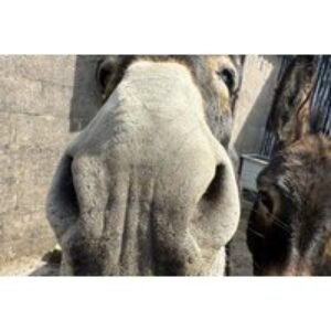 60-Min Donkey Trekking and Feeding Experience for up to 4 on Wetley Moor
