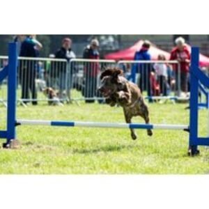 The Big Bark Dog Lover's Festival - Lydiard Park - 9th/10th May 2026 - 2 Tickets | Wowcher