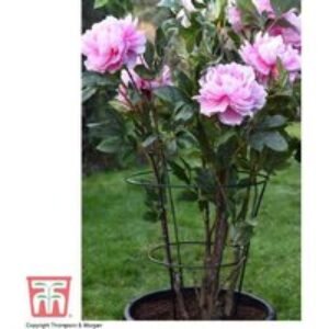 Medium Peony & Herbaceous Perennial Support Frame - 63x34cm