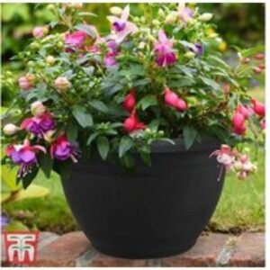 Plastic Hanging Flower Baskets - Set of Up to 4