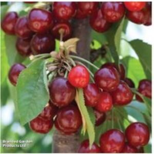 Cherry Stella Patio Standard Tree - Self-Fertile Dessert Cherry | Wowcher