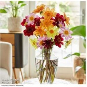 Dahlia 'Collarette Mix' Flowering Perennial Tubers - 5 or 10 Pack | Wowcher