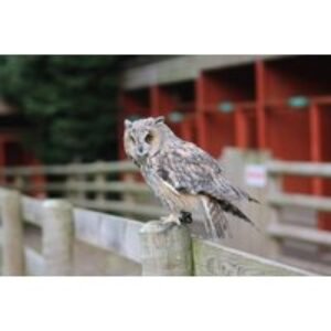 2 Hour Birds of Prey Experience with Falconry Experts - Burton-On-Trent | Wowcher