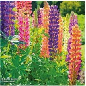 24 Mixed Lupin 'Russell Hybrids' Perennial Flowering Plants - 90cm Tall Spires | Wowcher