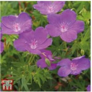 10 Hardy Perennial Geraniums - Mixed Flowering Bare Root Plants | Wowcher
