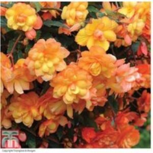 Begonia 'Apricot Shades' Tuberous Flowering Plants - 20 Tubers | Wowcher