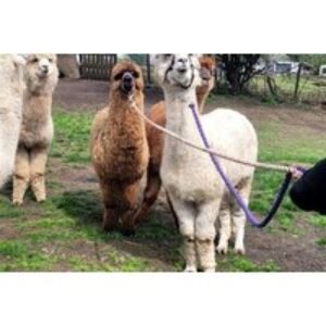 Guided Alpaca Walk For 2 at Daisy Farm