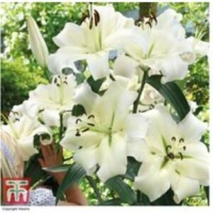 Giant Flowered Lily Bulb Mix - Perennial