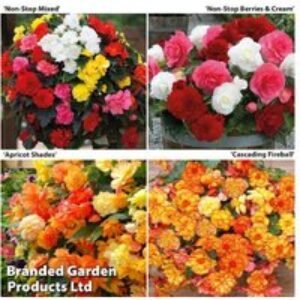 Begonia Bonanza Flowering Tubers - Continuous Bloom