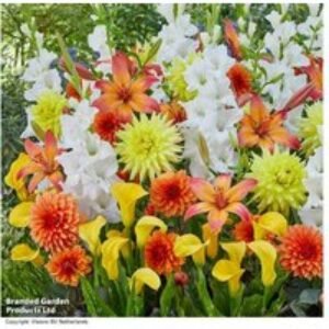 Carnival Summer Flowering Bulb Mix - Dahlias