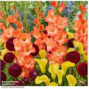 Festival Summer Flowering Bulb Mix - Dahlias