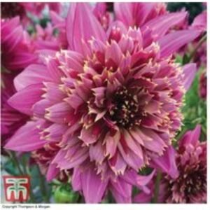 Dahlia 'Mambo' Flowering Perennial Tubers - Up to 6 Pack | Wowcher