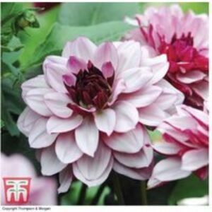 Dahlia 'Creme de Cassis' Flowering Perennial Tubers - 3 or 6 Pack | Wowcher