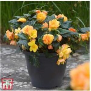 Set of Up to 5 Grey Sabina Patio Planter Pots - Lightweight & Weatherproof | Wowcher