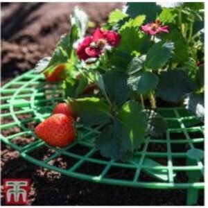 Strawberry Plant Support Frame - 30cm Durable Plastic