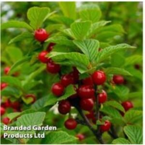 Dwarf Patio Cherry Tree 'Sylvia' - Early Fruiting