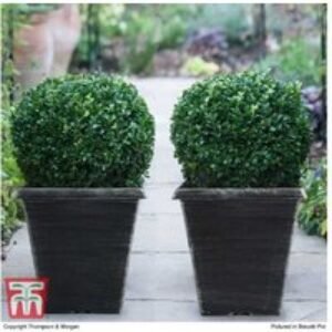 Evergreen Buxus Topiary Ball Shrub - Year-Round Structure | Wowcher