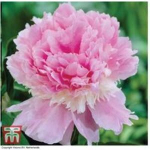 Scented Peony 'Eden's Perfume' - 4 Fragrant Flowering Perennial Plants | Wowcher