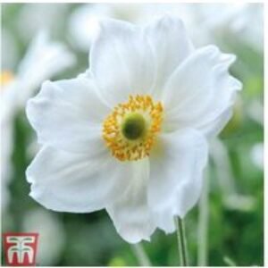 12 Mixed Japanese Anemone Perennial Flowering Plants | Wowcher