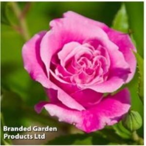Rose 'Queen Elizabeth' - Flowering Shrub