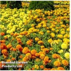 Marigold Marvel Mix Plug Plants - Giant Pom-Pom Flowering Annuals | Wowcher